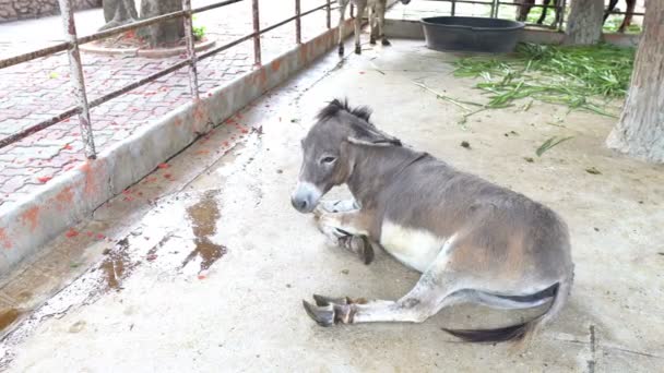 Vista Asini Nello Zoo Concetto Animali Selvatici — Video Stock