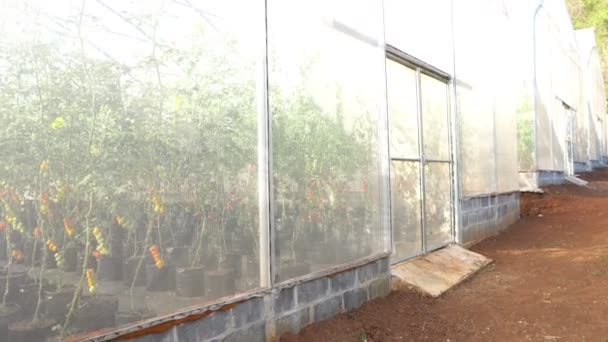 意大利番茄农场 农业概念 — 图库视频影像