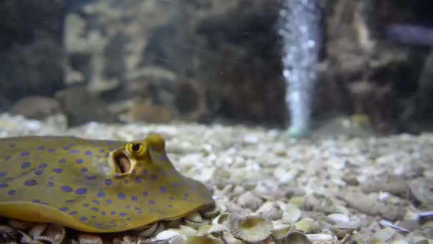 Uitzicht Exotische Vissen Zwemmen Aquarium — Stockvideo