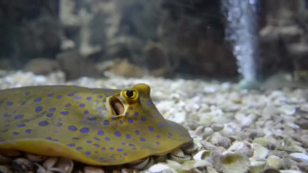 Blick Auf Exotische Fische Die Aquarium Schwimmen — Stockvideo