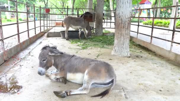 Widok Osłów Zoo Koncepcja Dzikich Zwierząt — Wideo stockowe