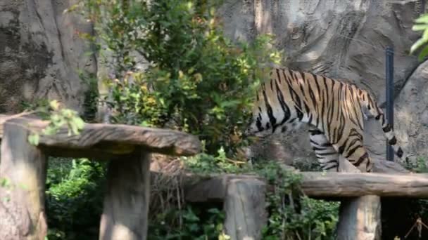 Pohled Tygra Zoologické Zahradě Koncept Divokého Zvířete — Stock video