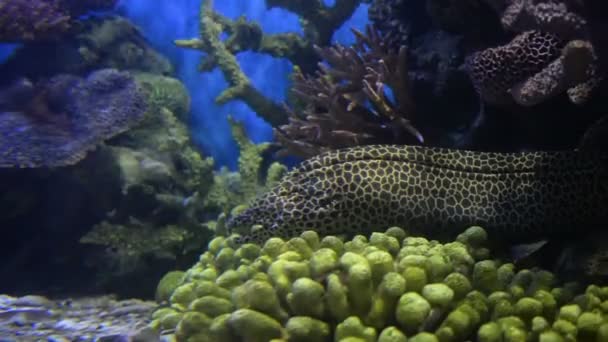 Utsikt Över Exotiska Fiskar Simmar Akvarium — Stockvideo