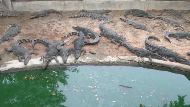 Gros Plan Crocodiles Près Étang Dans Zoo — Video