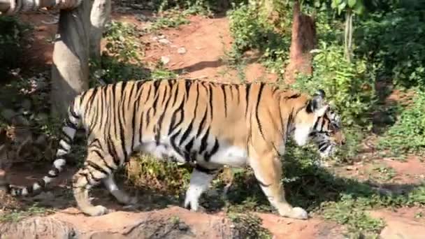 Представление Тигре Зоопарке Концепция Диких Животных — стоковое видео