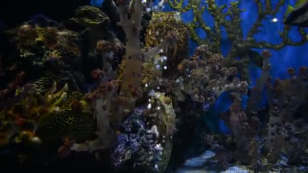 Utsikt Över Exotiska Fiskar Simmar Akvarium — Stockvideo