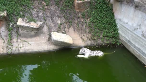 Вид Белого Тигра Зоопарке Концепция Диких Животных — стоковое видео