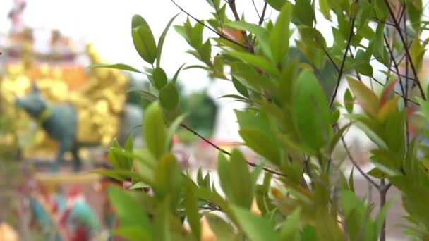 Portrait Asian Woman Wearing Ancient Thai Red Dress Golden Crown — Stock Video