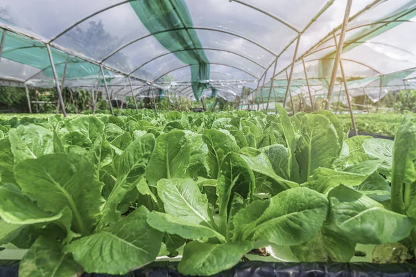 Dağdaki salata çiftliği, çiftlikten taze sebze.
