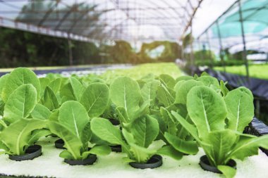 Dağdaki salata çiftliği, çiftlikten taze sebze.