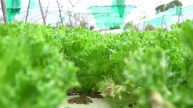 Dağdaki salata çiftliği, çiftlikten taze sebze.