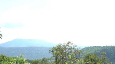 Gündüz vakti yeşil ağaçların üzerindeki bulutlu gökyüzü manzarası