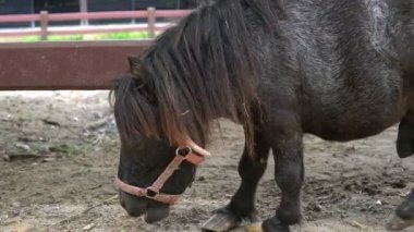 Çiftlik hayvanları ahırda.