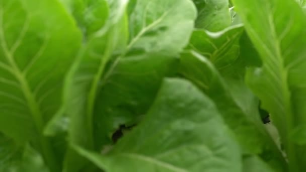 Salade Ferme Sur Montagne Légumes Frais Pour Faire Des Aliments — Video