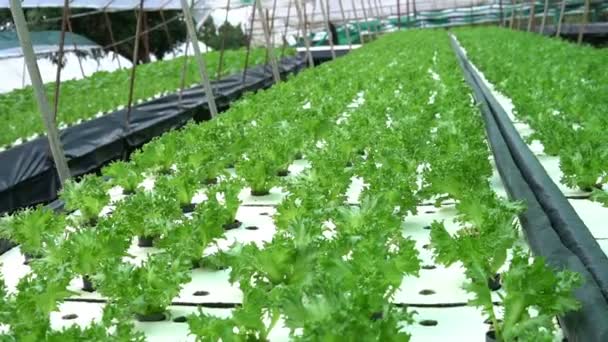 山の上のサラダ農場 農場から食べ物を作るための新鮮な野菜 — ストック動画