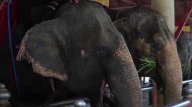 Hayvanat bahçesindeki filleri gün içinde kapatın.