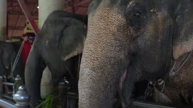 Hayvanat bahçesindeki filleri gün içinde kapatın.