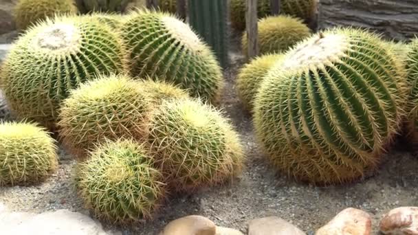 Cactus Verde Giardino Soleggiato — Video Stock