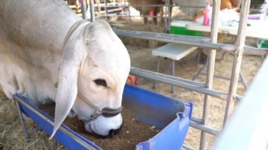 Çiftlikteki ineklerin kapatılması, tarım kavramı 