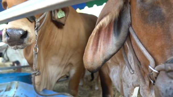 Primo Piano Delle Vacche Azienda Concetto Agricoltura — Video Stock