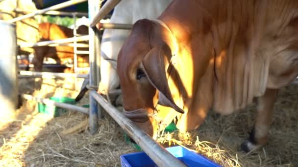 農場での牛の飼育や農業の概念を — ストック動画