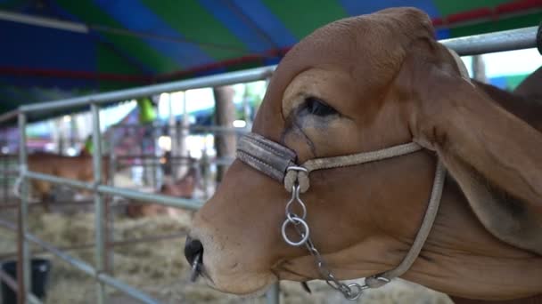 Zblízka Krav Farmě Zemědělská Koncepce — Stock video