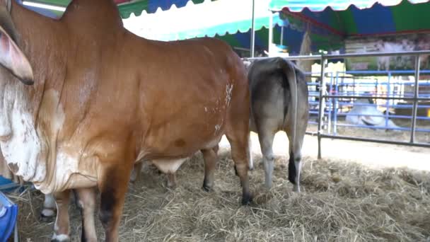 Nahaufnahme Der Kühe Auf Dem Hof Landwirtschaftliches Konzept — Stockvideo