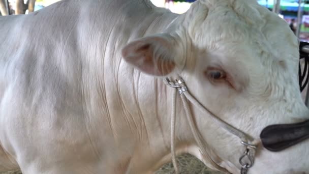 Gros Plan Des Vaches Ferme Concept Agriculture — Video