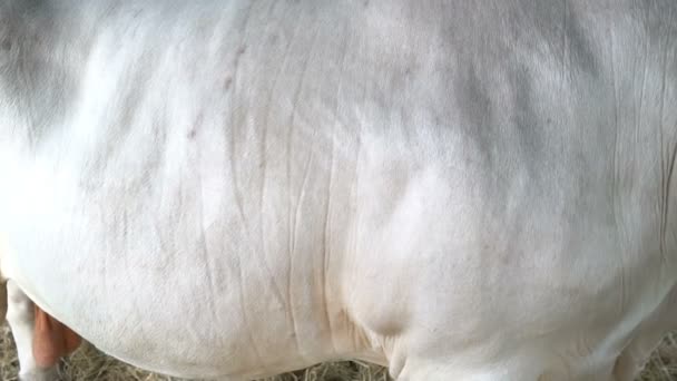 Perto Vacas Fazenda Conceito Agricultura — Vídeo de Stock