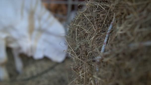 Çiftlikteki Ineklerin Kapatılması Tarım Kavramı — Stok video