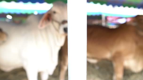 Primer Plano Las Vacas Granja Concepto Agricultura — Vídeo de stock