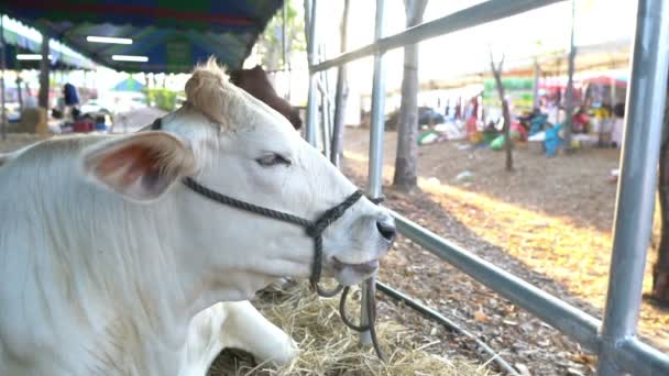 Nahaufnahme Der Kühe Auf Dem Hof Landwirtschaftliches Konzept — Stockvideo