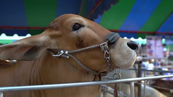 Primer Plano Las Vacas Granja Concepto Agricultura — Vídeo de stock