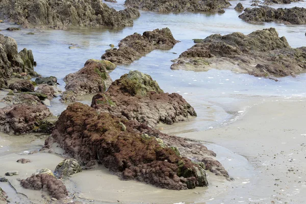 Algas marinhas nas pedras da praia no Mar Cantábrico — Fotografia de Stock