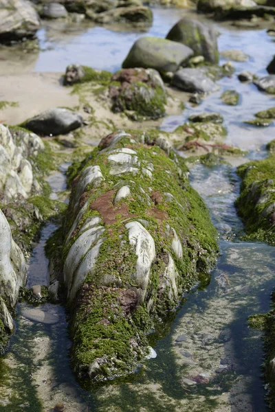 Морські водорості на каміннях узбережжя Кантабрійського моря. — стокове фото