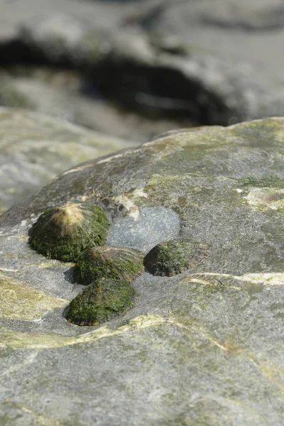 Patella vulgata, черевоногий молюск родини Patellidae. — стокове фото