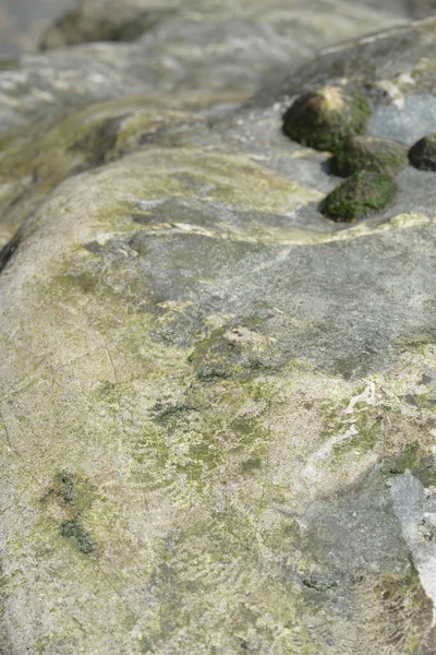 Arka planda kaya midyeleri olan deniz taşlarındaki fosiller. — Stok fotoğraf