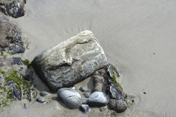 Маленькі водорості додані до каменів і піску пляжу — стокове фото