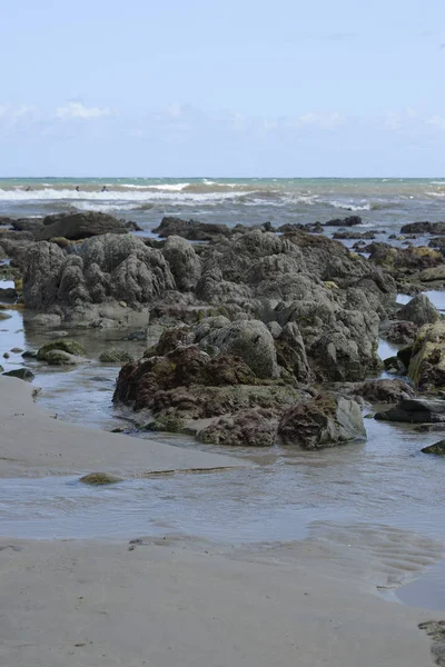 Небольшие водоросли, добавленные к камням и песку пляжа — стоковое фото