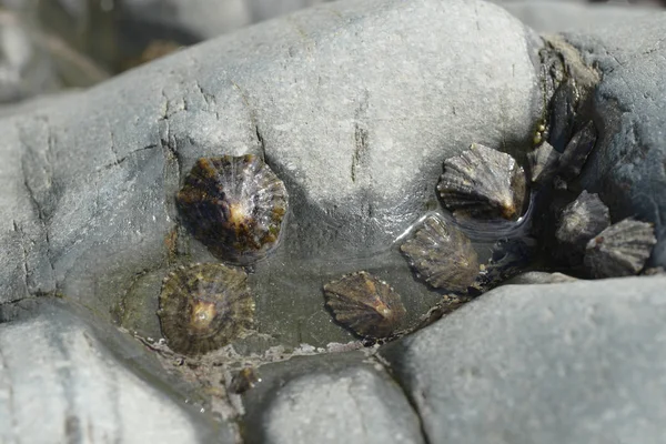 Барнакли прикріплені до каменів на пляжі. Patella vulgata, — стокове фото