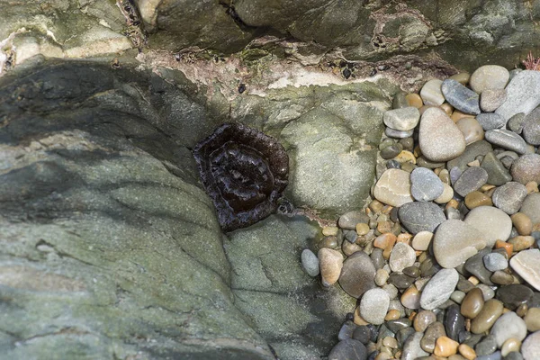 Морський анемона і вуса на каменях на пляжі — стокове фото