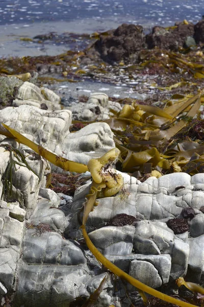 Морські водорості на скелі на пляжі Астурія. — стокове фото