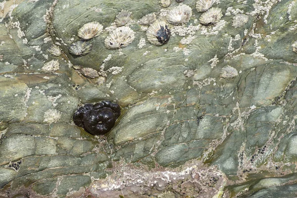 Zeeanemoon en zeepokken op stenen op het strand — Stockfoto