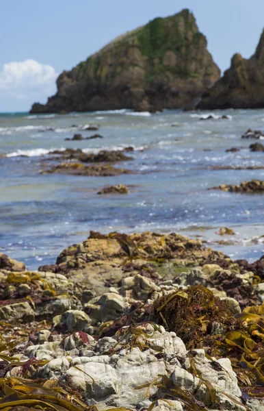 Морські водорості на скелі на пляжі Астурія. — стокове фото