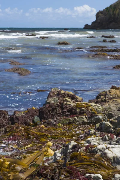Algas marinhas nas rochas na praia das Astúrias — Fotografia de Stock