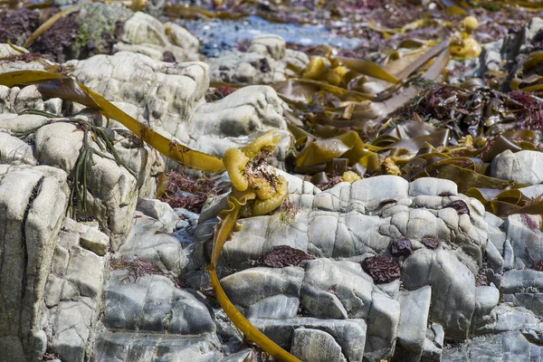 Algas marinhas nas rochas na praia das Astúrias — Fotografia de Stock