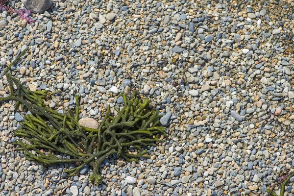 Algas verdes sobre arena o grabado coloreado — Foto de Stock