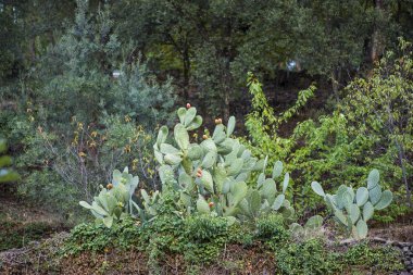 Opuntia ficus-indica, dikenli armut, incir ağacı, palera, p