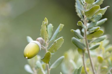 Acorn Quercus ilex meşenin karakteristik meyvesidir.