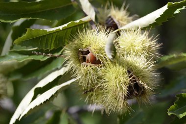 Kestane rengi kirpinin içindeki kestaneler ya da sonbaharda Castanea sativa